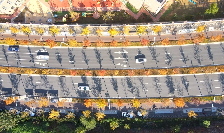 褪去“金甲”披“红装”，济南CBD迎来最美“叶”色