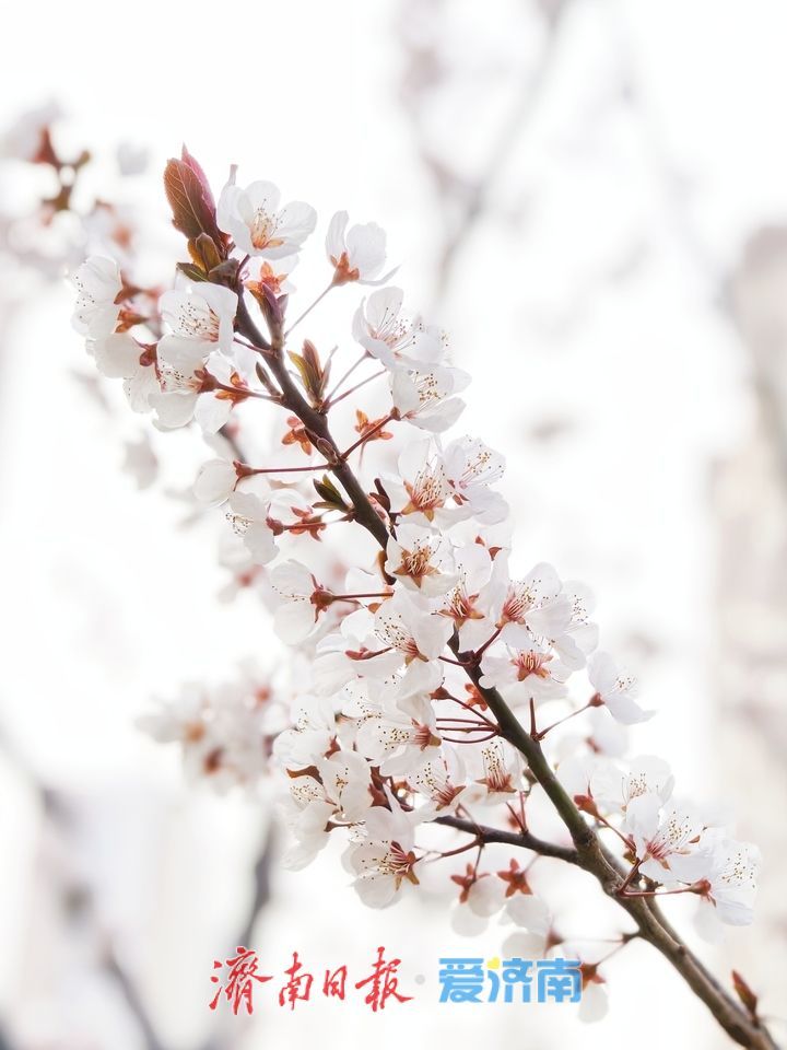 紫叶李铺就春日“花漾大道”