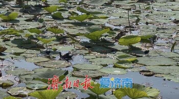 大明湖上演“家有儿女”，水鸟集体“遛娃”