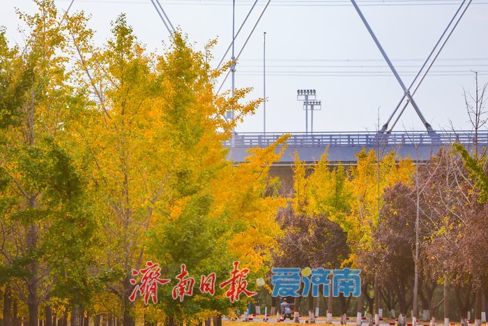 一年四季 泉在济南丨济南黄河银杏林步入唯美交替盛景