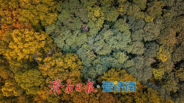 树染金黄，都市秋意正当时