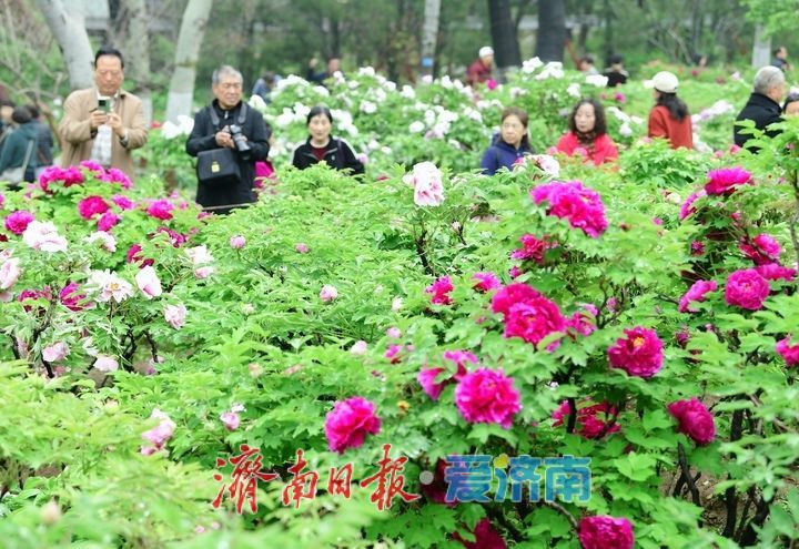 一年四季 泉在济南丨雨润牡丹娇艳欲滴，泉城市区最大牡丹园春色无边