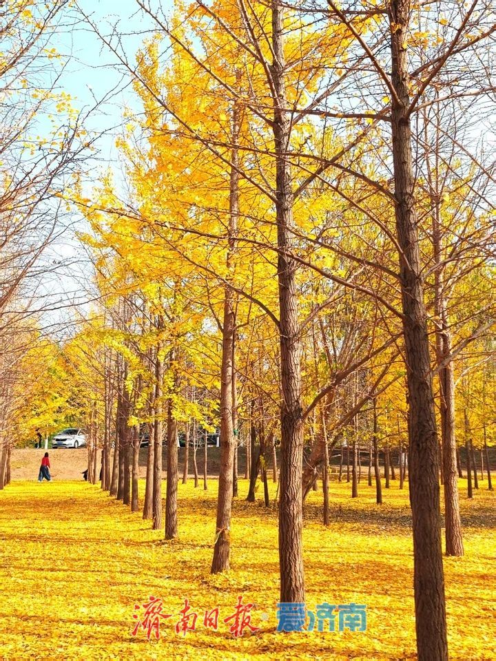 黄河银杏：初冬不褪的金黄盛景