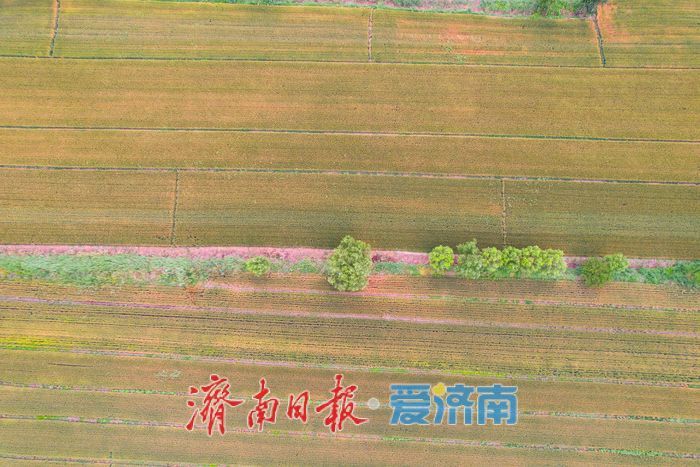 济南黄河北岸麦田如鎏金画卷 夏粮丰收在望