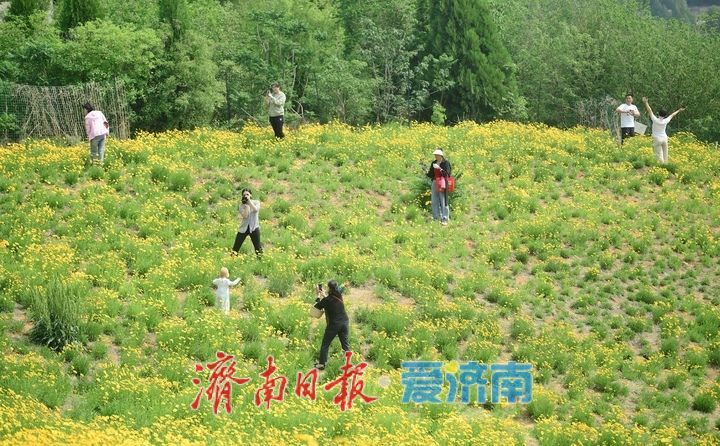 一年四季 泉在济南丨一年一度别错过！初夏时节泉城金鸡菊花海美爆了