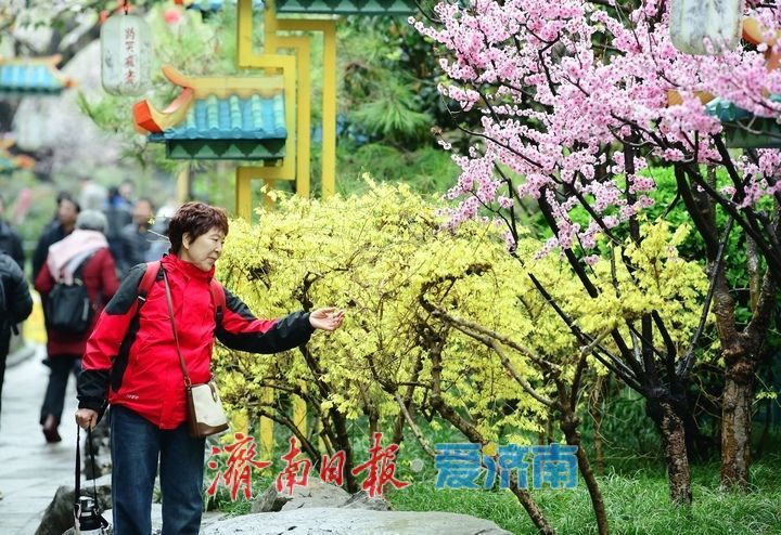 春雨润泉城花开俏争春，趵突泉畔宛如画卷引客来