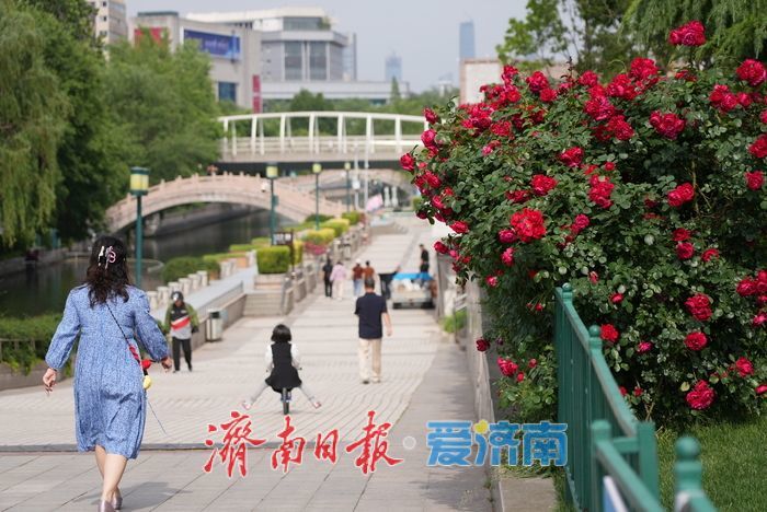 一年四季 泉在济南｜护城河畔月季绚烂绽放