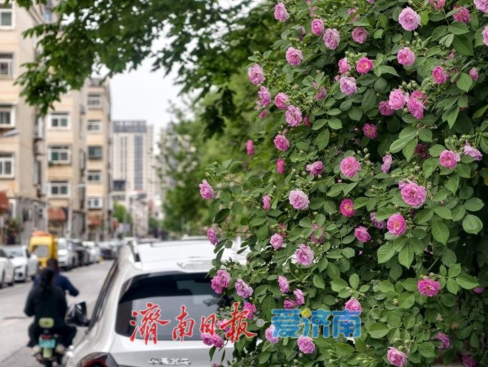 一年四季 泉在济南丨蔷薇“花廊”续写春日浪漫