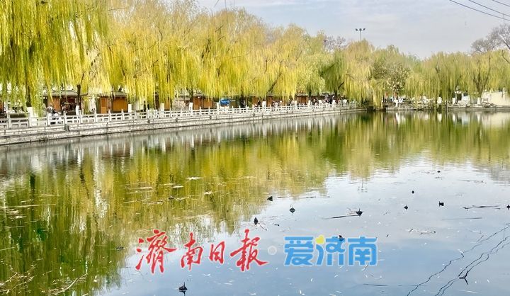 冬日限定：济南百花洲“金柳映湖”引客来