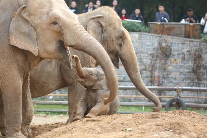 济南动物园网红小象“出街”时间确定，快去和它见面吧！