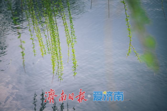 雨霁天青染明湖 泉城春韵入画来