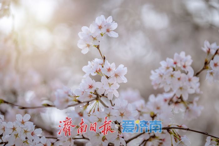 济南滨湖广场樱花盛放 春日浪漫氛围感拉满