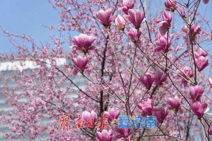 奥体东路变身“花海大道”