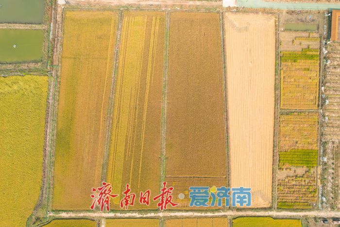 黄河稻浪飘香，济南吴家堡水稻将进入全面收割期
