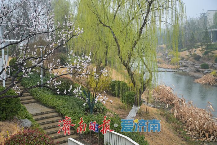 一年四季 泉在济南｜腊山河畔春来早 烟雨润得柳色新