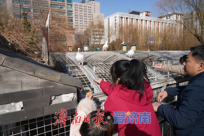 春风和煦，市民欢“鸽”笑语度周末