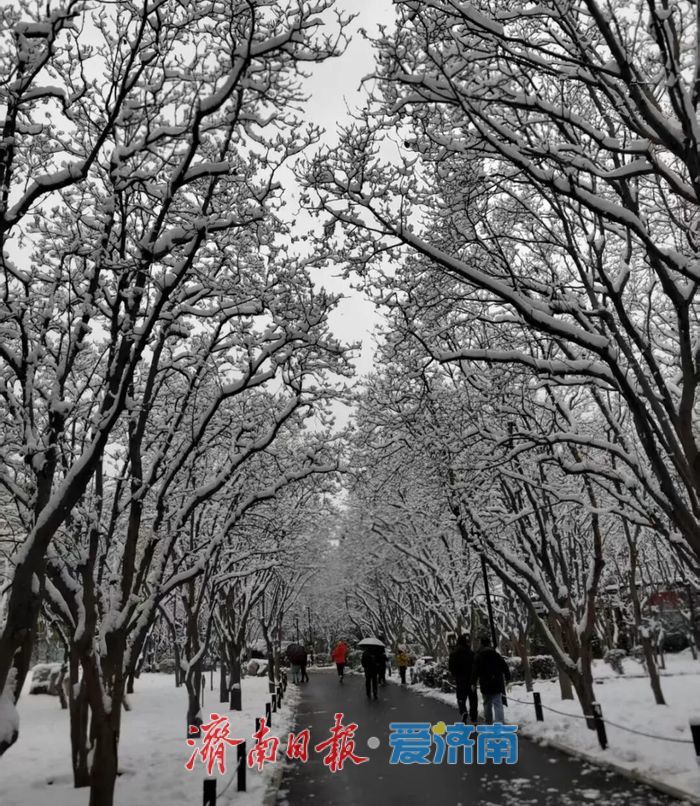 雪漫济南府 九景入画来