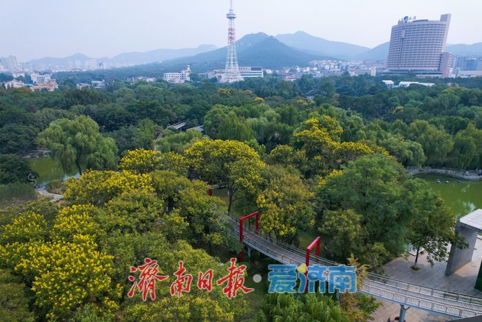 泉城公园秋色渐浓 栾树鎏金绘就秋日画卷