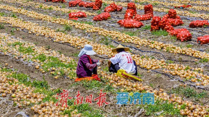 槐荫区玉清湖街道小杨庄洋葱喜获丰收 硕果飘香助农增收