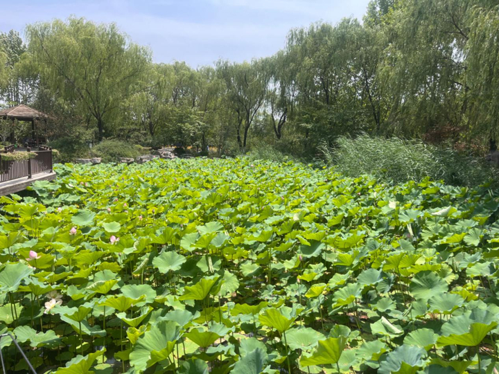 “音符”与“花海”相遇！济南鲜花港音乐露营季解锁夏日超燃体验