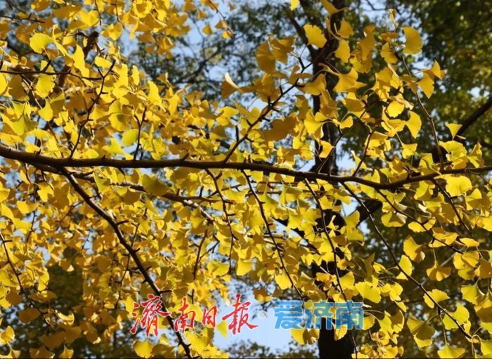 赴一场浪漫之约，济南公园景区最美落叶景观上线