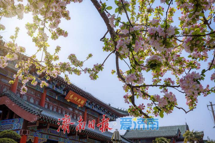 济南大明湖西府海棠盛放 古园春色醉游人