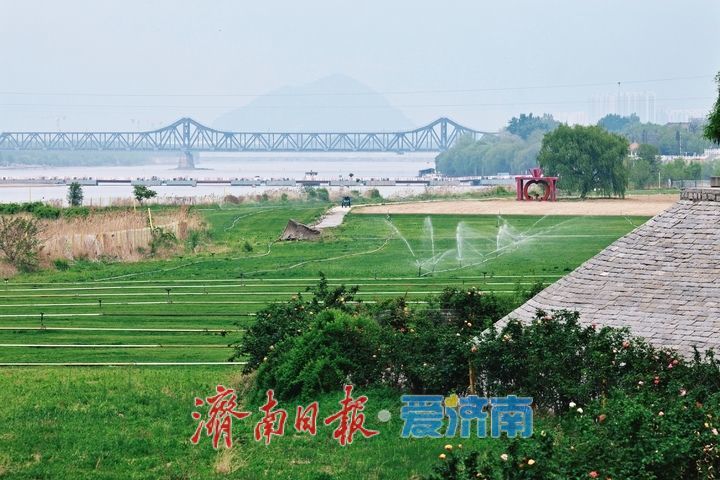 黄河岸畔铺绿毯 生态蝶变绘新篇