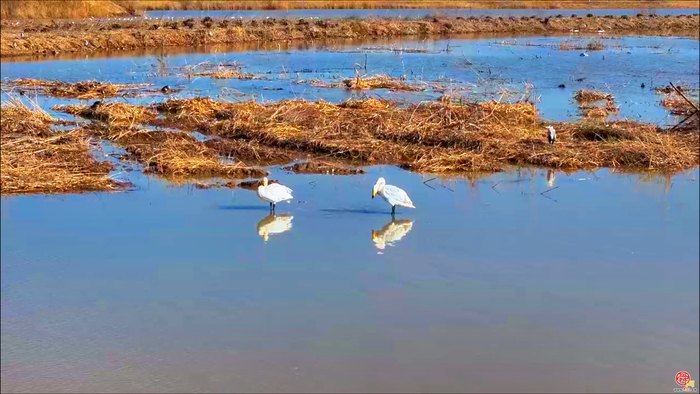 ȵ�����ϡ���������