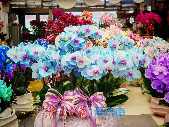 年宵花、观赏鱼销售升温 济南花鸟市场迎来节前采购“热”