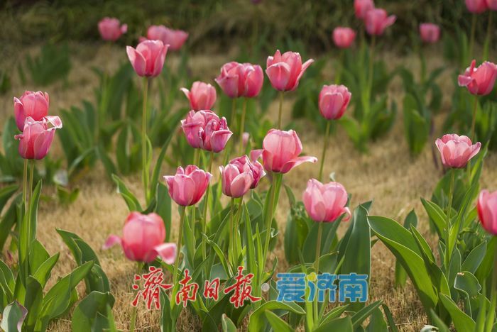 “郁”见春色，济南这片郁金香绽放