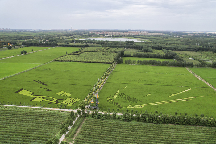 又到苌家庄村稻田画观光时间