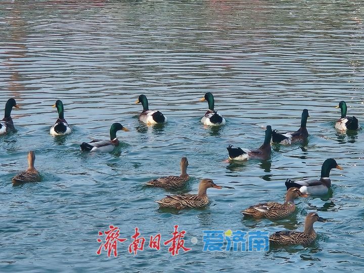 生机无限！绿头鸭嬉戏畅游泉城公园映日湖
