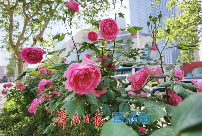 泉城街头繁花似锦，蔷薇月季次第绽放扮靓城市春光