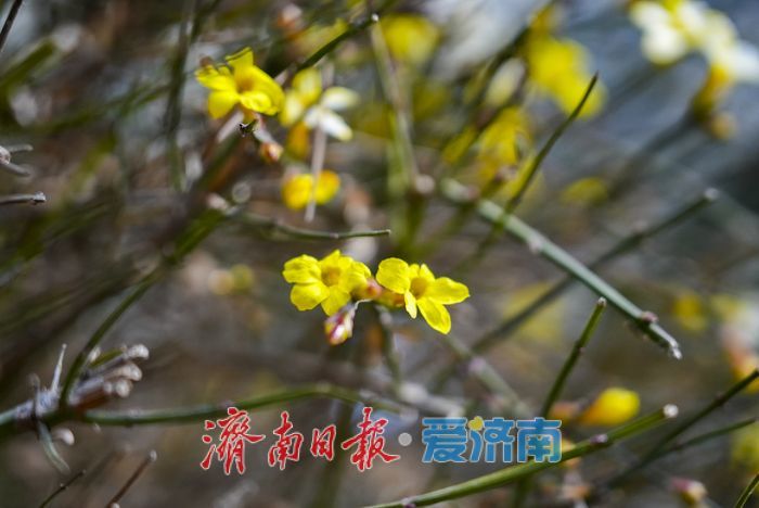 迎春花开报春来
