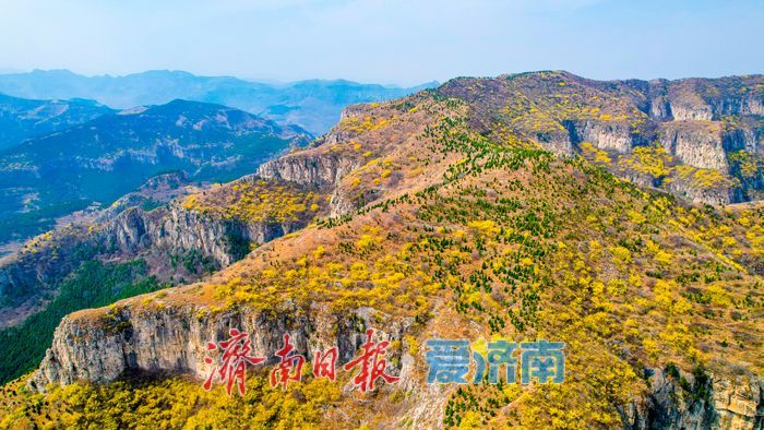 济南“小太行”藏不住了！天帘山连翘花迎来高光时刻