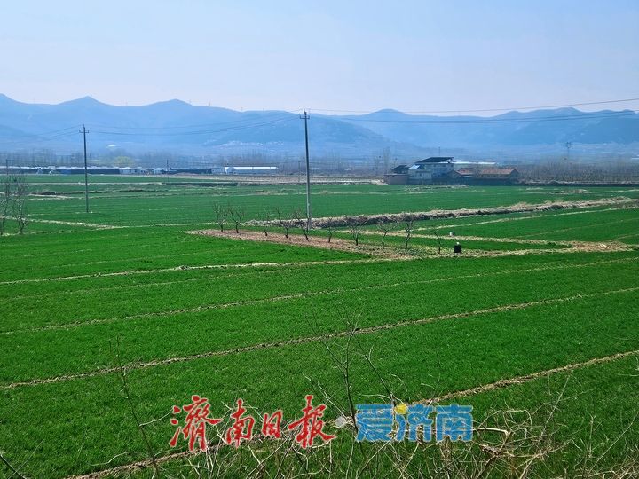 春风吹绿千顷麦 泉城沃野满目新