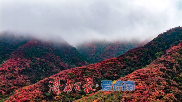 一年四季 泉在济南丨一场秋雨，为红叶谷拉满秋日氛围感