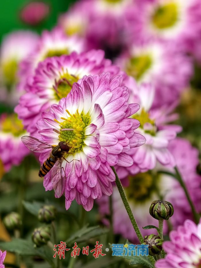 泉畔初冬，被菊花镶上了“金边”