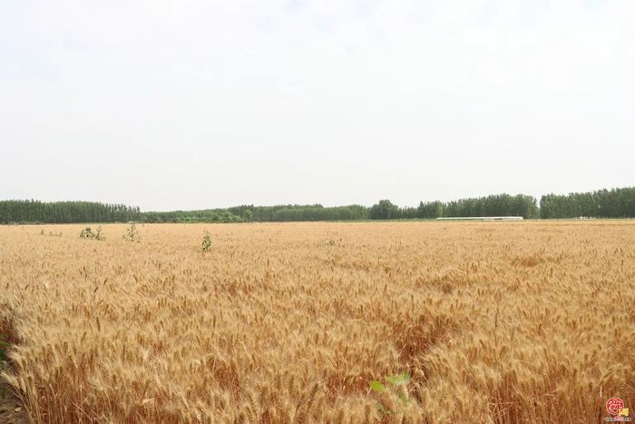 三夏生产美如画  金穗飘香迎丰收——白云湖街道“三夏”生产紧锣密鼓