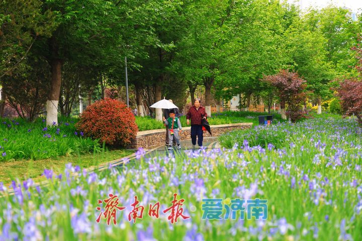 细雨润街巷 泉城雨后步步皆景