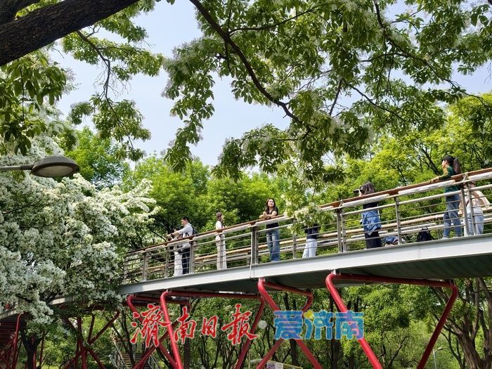 一年四季 泉在济南｜泉城公园流苏盛放，风过枝头满是温柔