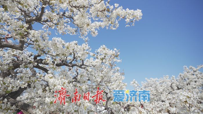 “春风漫梨园，花开似雪来” 在商河赴一场百年梨花之约！