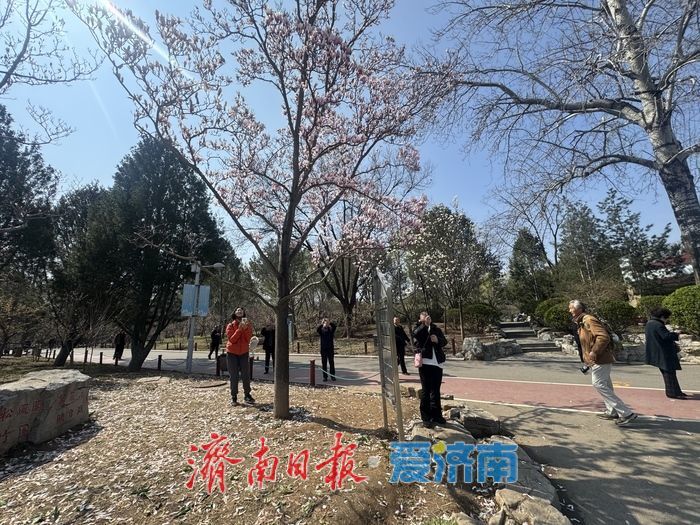 雨过天晴春光好 泉城公园玉兰引客打卡