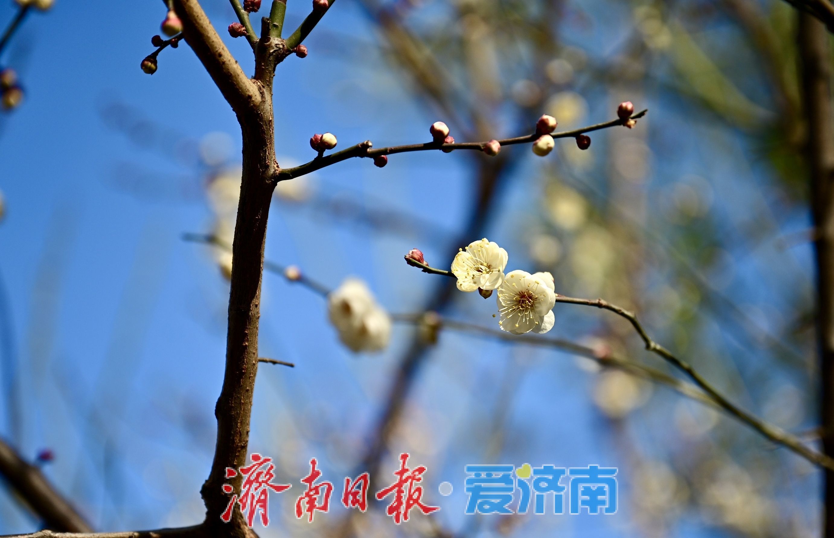 冬寒梅独秀 五龙潭梅花一月绽枝头