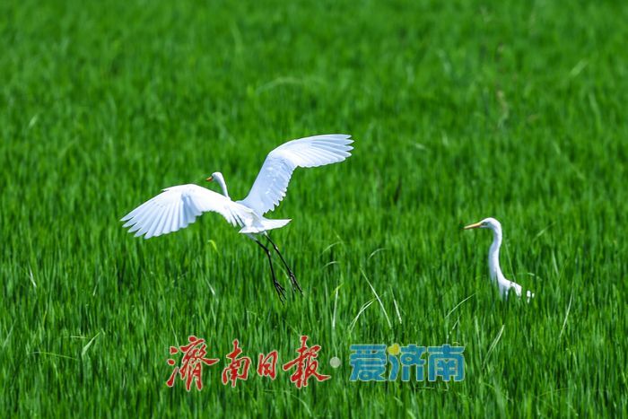 一年四季 泉在济南丨稻田与白鹭共绘乡村优美画卷