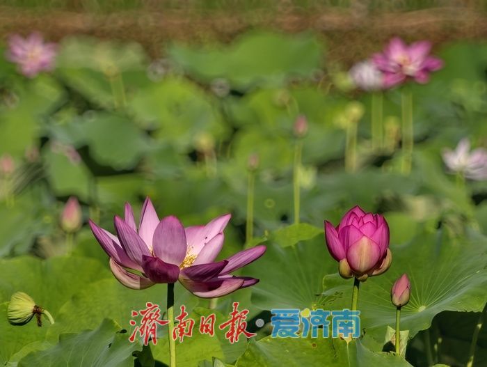 一年四季 泉在济南｜泉水浸润，灰泉荷塘绘就盛夏画卷