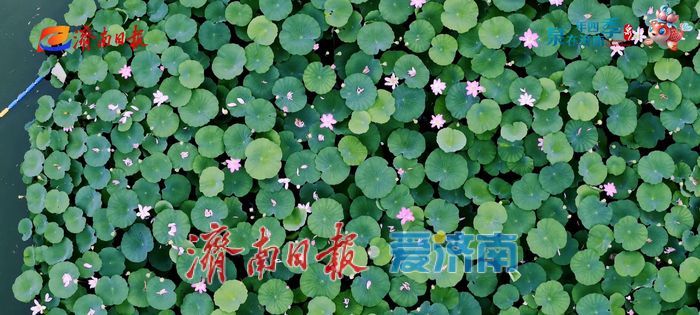 不花一分钱！济南这些绝美赏荷地，错过等一年！