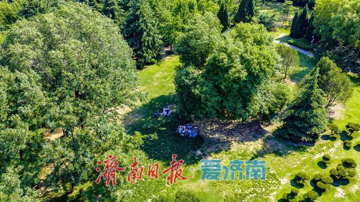清风伴晴空 绿意满公园 泉城夏日氛围感拉满