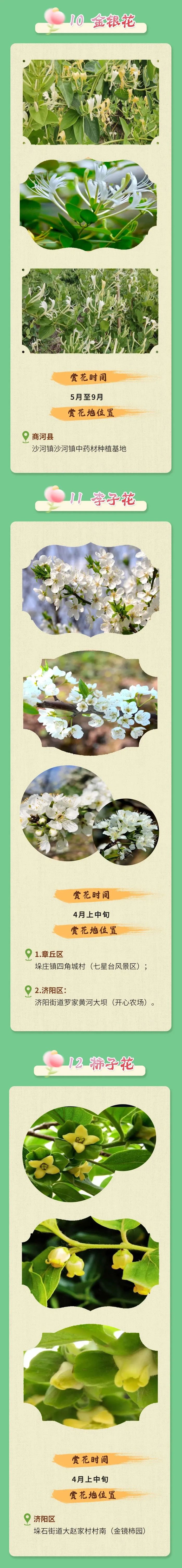 这些植物既能“吃”又能“赏”，济南市特色林果春季赏花攻略来啦