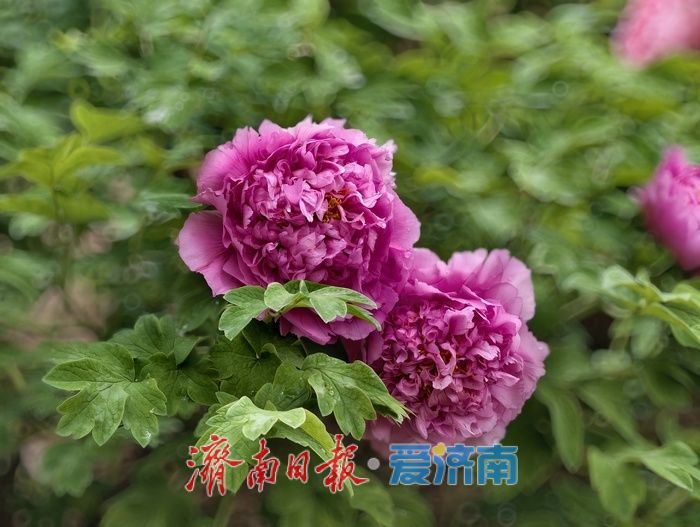 一年四季 泉在济南丨雨后牡丹，分外娇艳